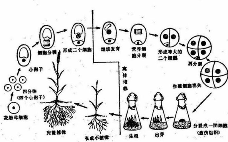 花是受精还是授粉(花怎么授粉)