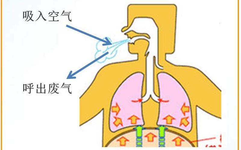 呼吸的是空气还是氧气(人体吸入的是二氧化碳吗)