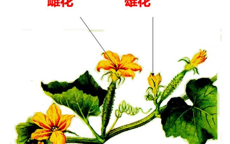 黄瓜花是单性花还是两性花(菊花是花序吗)