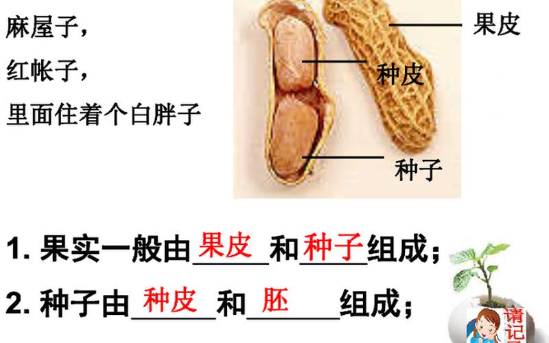 花生仁是果实还是种子(花生是果实还是粮食)