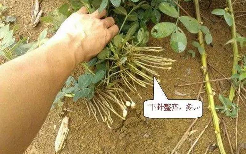 花生是根还是果实(花生下针过程图)