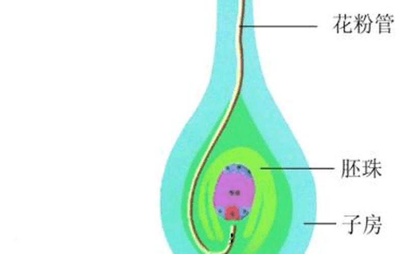 花柱下面是子房还是胚胎(子房内胚珠的示意图)