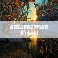 画眉是古装还是现代(画眉是什么鸟儿)